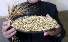 Coğrafi işaretle tescillenen kavılca buğdayının üretiminin artması bekleniyor