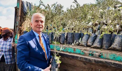 Denizli Büyükşehir Belediyesi, Çiftçilere Zeytin Fidanı Dağıtımı Yapıyor