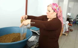 Şırnak’ta Menengiç Kahvesi İşine Girişen Kadın Girişimci