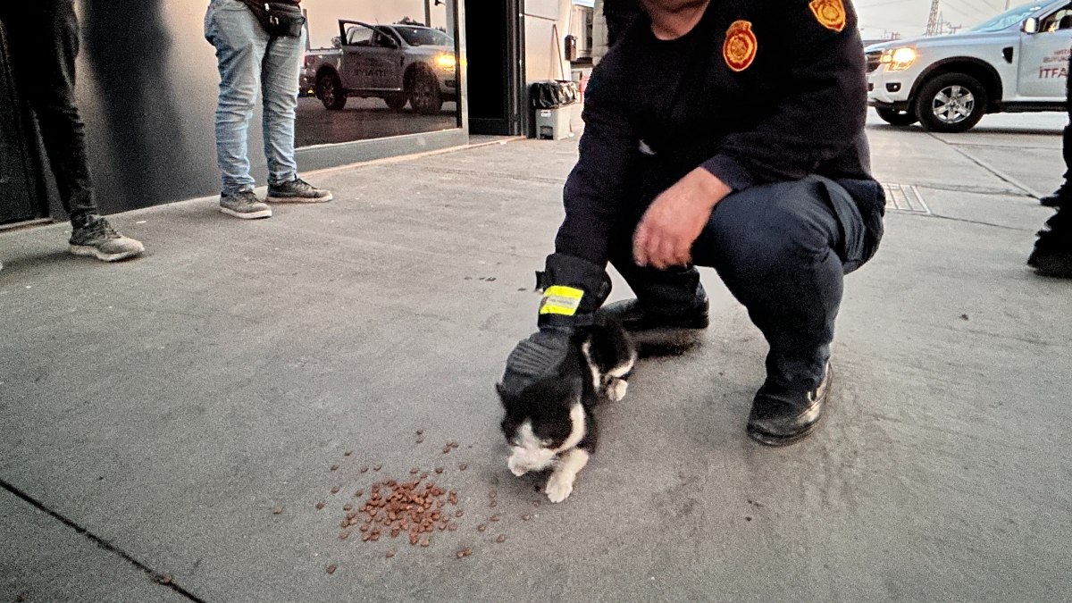 Hatay’da elektrik panosuna giren kedi 5 saatte çıkarıldı